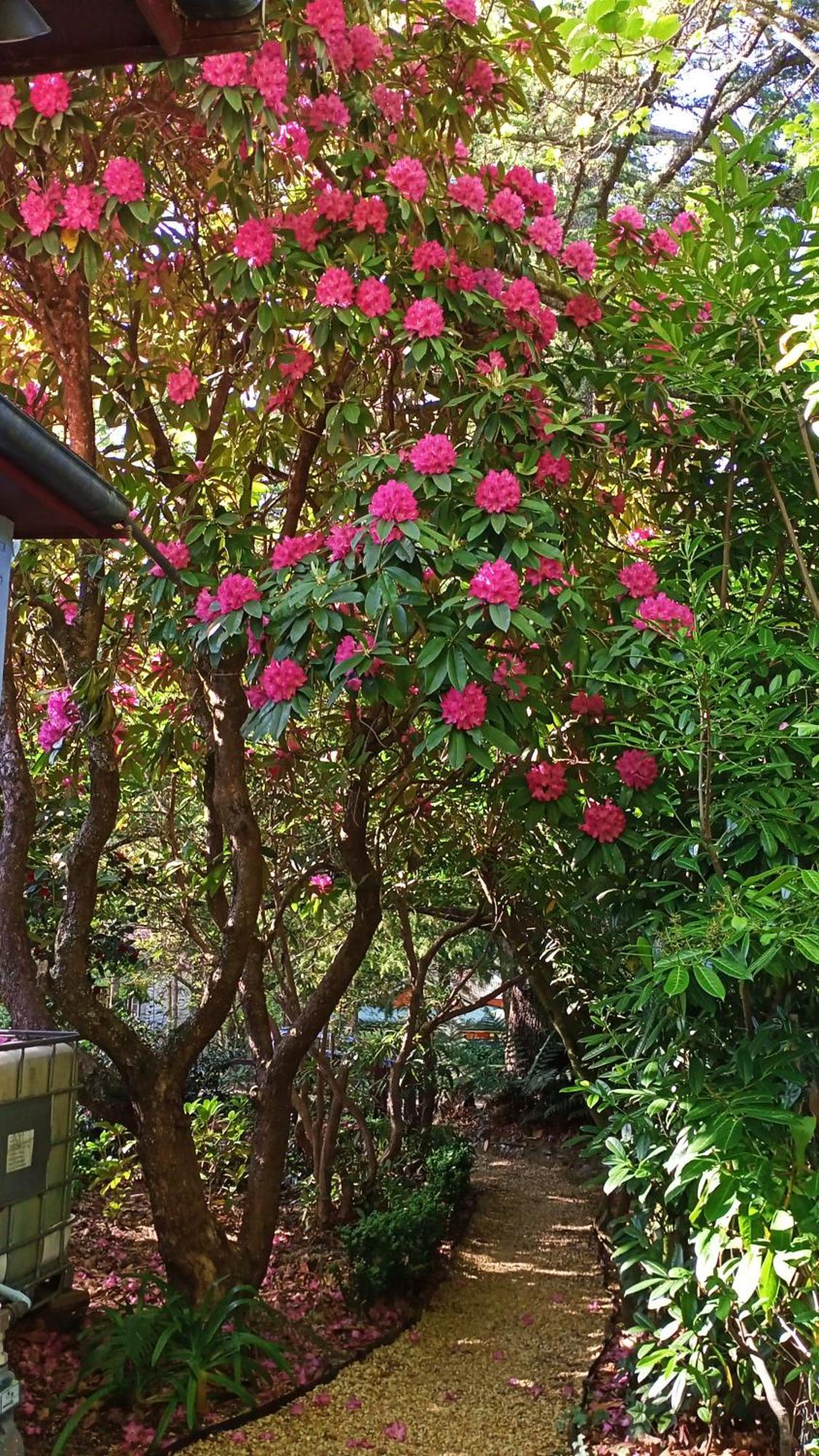 Kubba Roonga Guesthouse - Boutique Luxury Spa Retreat & Gardens - Blue Mountains Blackheath Buitenkant foto