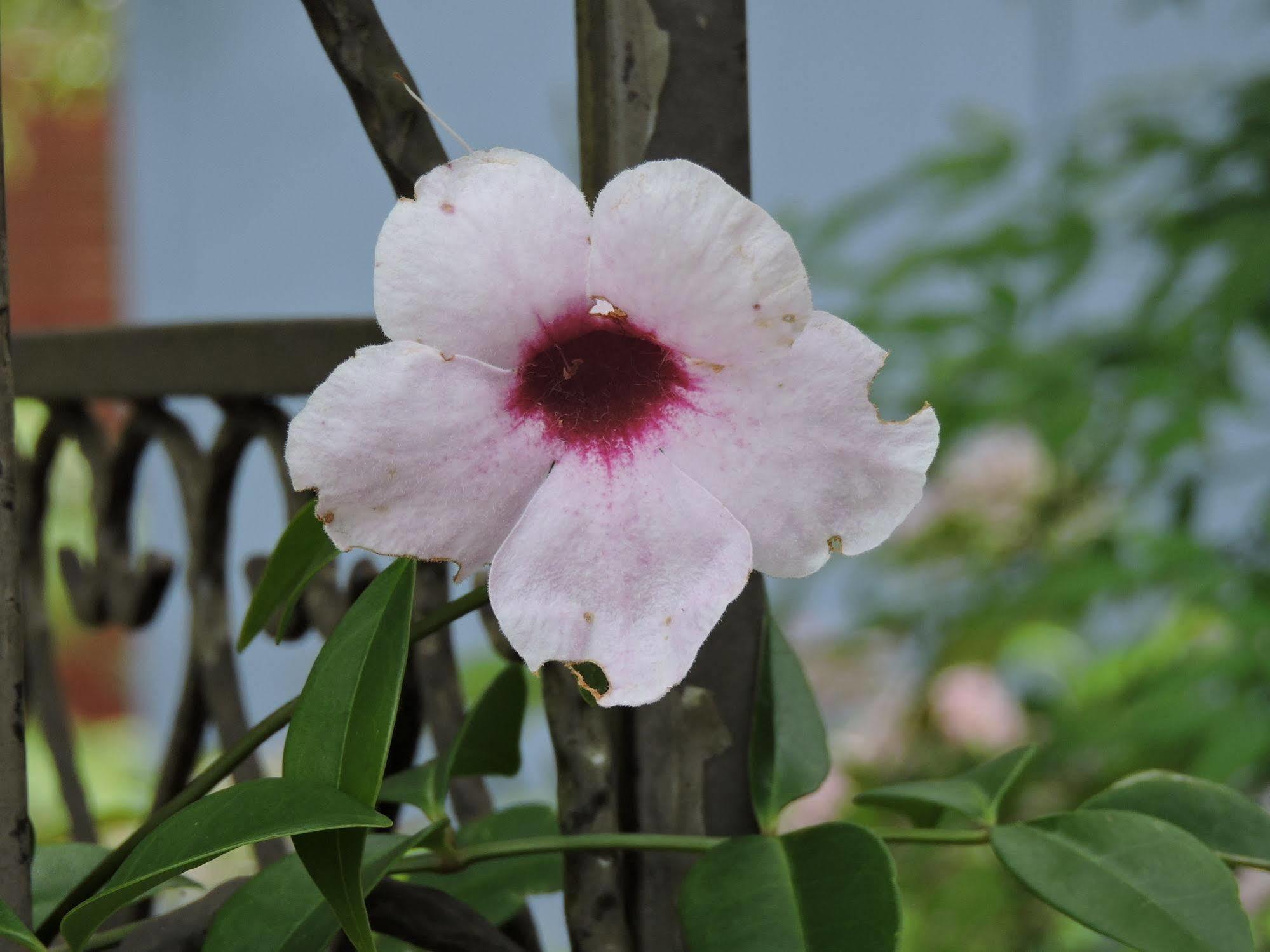 Kubba Roonga Guesthouse - Boutique Luxury Spa Retreat & Gardens - Blue Mountains Blackheath Buitenkant foto